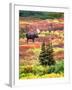 Bull Moose and Autumn Tundra, Denali National Park, Alaska, USA-David W. Kelley-Framed Photographic Print