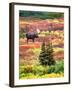 Bull Moose and Autumn Tundra, Denali National Park, Alaska, USA-David W. Kelley-Framed Photographic Print