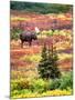 Bull Moose and Autumn Tundra, Denali National Park, Alaska, USA-David W. Kelley-Mounted Photographic Print