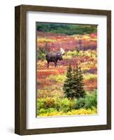 Bull Moose and Autumn Tundra, Denali National Park, Alaska, USA-David W. Kelley-Framed Photographic Print