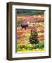 Bull Moose and Autumn Tundra, Denali National Park, Alaska, USA-David W. Kelley-Framed Photographic Print