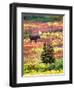 Bull Moose and Autumn Tundra, Denali National Park, Alaska, USA-David W. Kelley-Framed Photographic Print