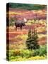 Bull Moose and Autumn Tundra, Denali National Park, Alaska, USA-David W. Kelley-Stretched Canvas