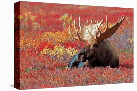 Bull Moose and Red Flowers-Lantern Press-Stretched Canvas