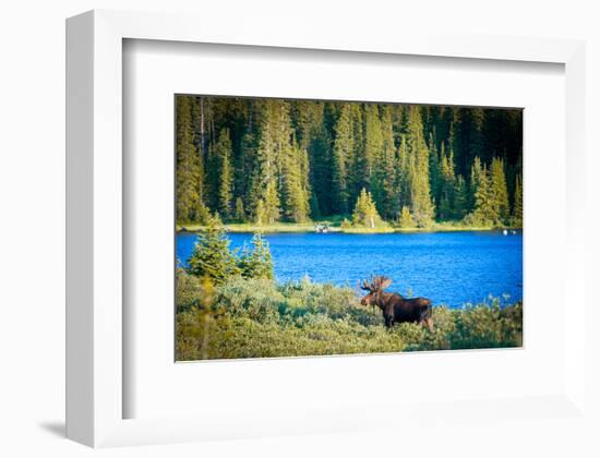 Bull Moose at Lake in Colorado-null-Framed Art Print