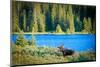 Bull Moose at Lake in Colorado-null-Mounted Art Print