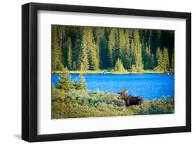 Bull Moose at Lake in Colorado-null-Framed Art Print