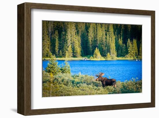 Bull Moose at Lake in Colorado-null-Framed Art Print