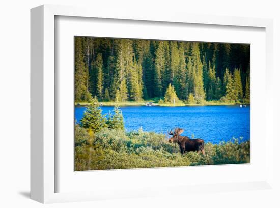 Bull Moose at Lake in Colorado-null-Framed Art Print