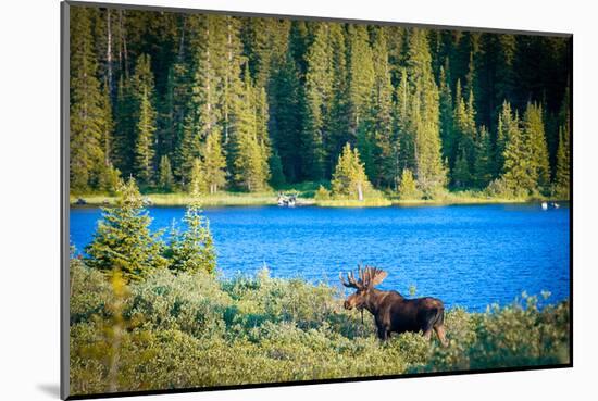 Bull Moose at Lake in Colorado-null-Mounted Art Print