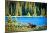 Bull Moose at Lake in Colorado-null-Mounted Art Print