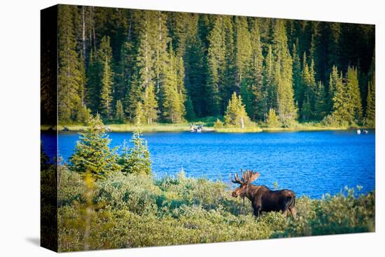 Bull Moose at Lake in Colorado-null-Stretched Canvas