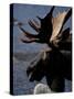 Bull Moose at Whidden Pond, Baxter State Park, Maine, USA-Jerry & Marcy Monkman-Stretched Canvas