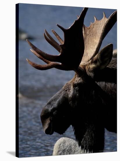 Bull Moose at Whidden Pond, Baxter State Park, Maine, USA-Jerry & Marcy Monkman-Stretched Canvas