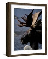 Bull Moose at Whidden Pond, Baxter State Park, Maine, USA-Jerry & Marcy Monkman-Framed Photographic Print