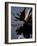 Bull Moose at Whidden Pond, Baxter State Park, Maine, USA-Jerry & Marcy Monkman-Framed Photographic Print