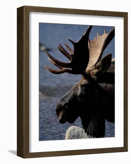 Bull Moose at Whidden Pond, Baxter State Park, Maine, USA-Jerry & Marcy Monkman-Framed Photographic Print