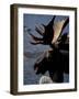 Bull Moose at Whidden Pond, Baxter State Park, Maine, USA-Jerry & Marcy Monkman-Framed Photographic Print