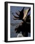 Bull Moose at Whidden Pond, Baxter State Park, Maine, USA-Jerry & Marcy Monkman-Framed Photographic Print