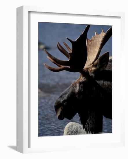 Bull Moose at Whidden Pond, Baxter State Park, Maine, USA-Jerry & Marcy Monkman-Framed Photographic Print