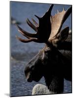 Bull Moose at Whidden Pond, Baxter State Park, Maine, USA-Jerry & Marcy Monkman-Mounted Photographic Print