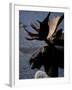 Bull Moose at Whidden Pond, Baxter State Park, Maine, USA-Jerry & Marcy Monkman-Framed Photographic Print