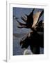 Bull Moose at Whidden Pond, Baxter State Park, Maine, USA-Jerry & Marcy Monkman-Framed Photographic Print