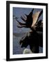 Bull Moose at Whidden Pond, Baxter State Park, Maine, USA-Jerry & Marcy Monkman-Framed Photographic Print