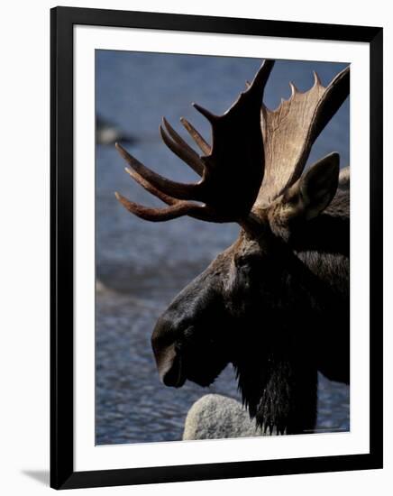 Bull Moose at Whidden Pond, Baxter State Park, Maine, USA-Jerry & Marcy Monkman-Framed Photographic Print