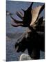 Bull Moose at Whidden Pond, Baxter State Park, Maine, USA-Jerry & Marcy Monkman-Mounted Photographic Print