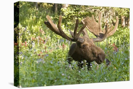 Bull Moose Bedded Down in Wildflowers, Wasatch-Cache Nf, Utah-Howie Garber-Stretched Canvas