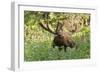 Bull Moose Bedded Down in Wildflowers, Wasatch-Cache Nf, Utah-Howie Garber-Framed Photographic Print