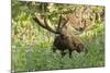 Bull Moose Bedded Down in Wildflowers, Wasatch-Cache Nf, Utah-Howie Garber-Mounted Photographic Print