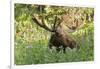 Bull Moose Bedded Down in Wildflowers, Wasatch-Cache Nf, Utah-Howie Garber-Framed Photographic Print