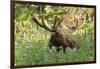 Bull Moose Bedded Down in Wildflowers, Wasatch-Cache Nf, Utah-Howie Garber-Framed Photographic Print