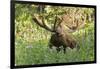 Bull Moose Bedded Down in Wildflowers, Wasatch-Cache Nf, Utah-Howie Garber-Framed Photographic Print