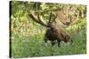 Bull Moose Bedded Down in Wildflowers, Wasatch-Cache Nf, Utah-Howie Garber-Stretched Canvas