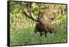 Bull Moose Bedded Down in Wildflowers, Wasatch-Cache Nf, Utah-Howie Garber-Framed Stretched Canvas