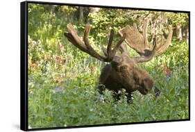 Bull Moose Bedded Down in Wildflowers, Wasatch-Cache Nf, Utah-Howie Garber-Framed Stretched Canvas