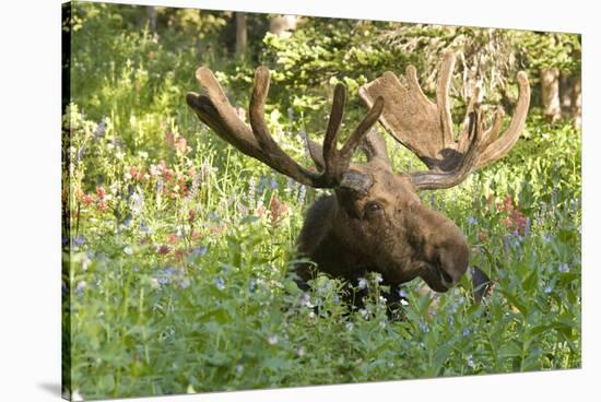 Bull Moose Bedded Down in Wildflowers, Wasatch-Cache Nf, Utah-Howie Garber-Stretched Canvas