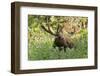 Bull Moose Bedded Down in Wildflowers, Wasatch-Cache Nf, Utah-Howie Garber-Framed Photographic Print