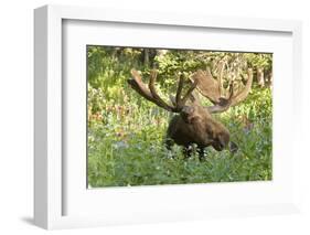 Bull Moose Bedded Down in Wildflowers, Wasatch-Cache Nf, Utah-Howie Garber-Framed Photographic Print