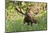 Bull Moose Bedded Down in Wildflowers, Wasatch-Cache Nf, Utah-Howie Garber-Mounted Photographic Print