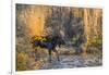 Bull moose crossing a mountain creek at sunset, USA-George Sanker-Framed Photographic Print