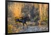 Bull moose crossing a mountain creek at sunset, USA-George Sanker-Framed Photographic Print