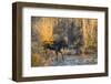 Bull moose crossing a mountain creek at sunset, USA-George Sanker-Framed Photographic Print