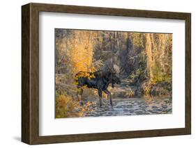 Bull moose crossing a mountain creek at sunset, USA-George Sanker-Framed Photographic Print