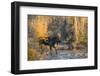 Bull moose crossing a mountain creek at sunset, USA-George Sanker-Framed Photographic Print