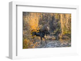 Bull moose crossing a mountain creek at sunset, USA-George Sanker-Framed Photographic Print