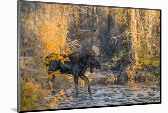Bull moose crossing a mountain creek at sunset, USA-George Sanker-Mounted Photographic Print